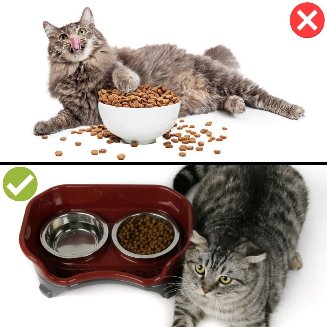 Pawsome™ Neater Feeder