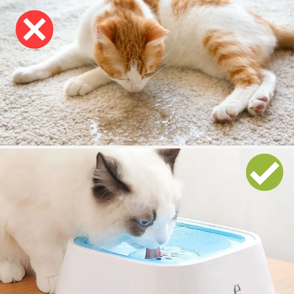 AquaPup™ - Keine Sauerei oder Aufräumarbeiten mehr, wenn dein Haustier Wasser trinkt!