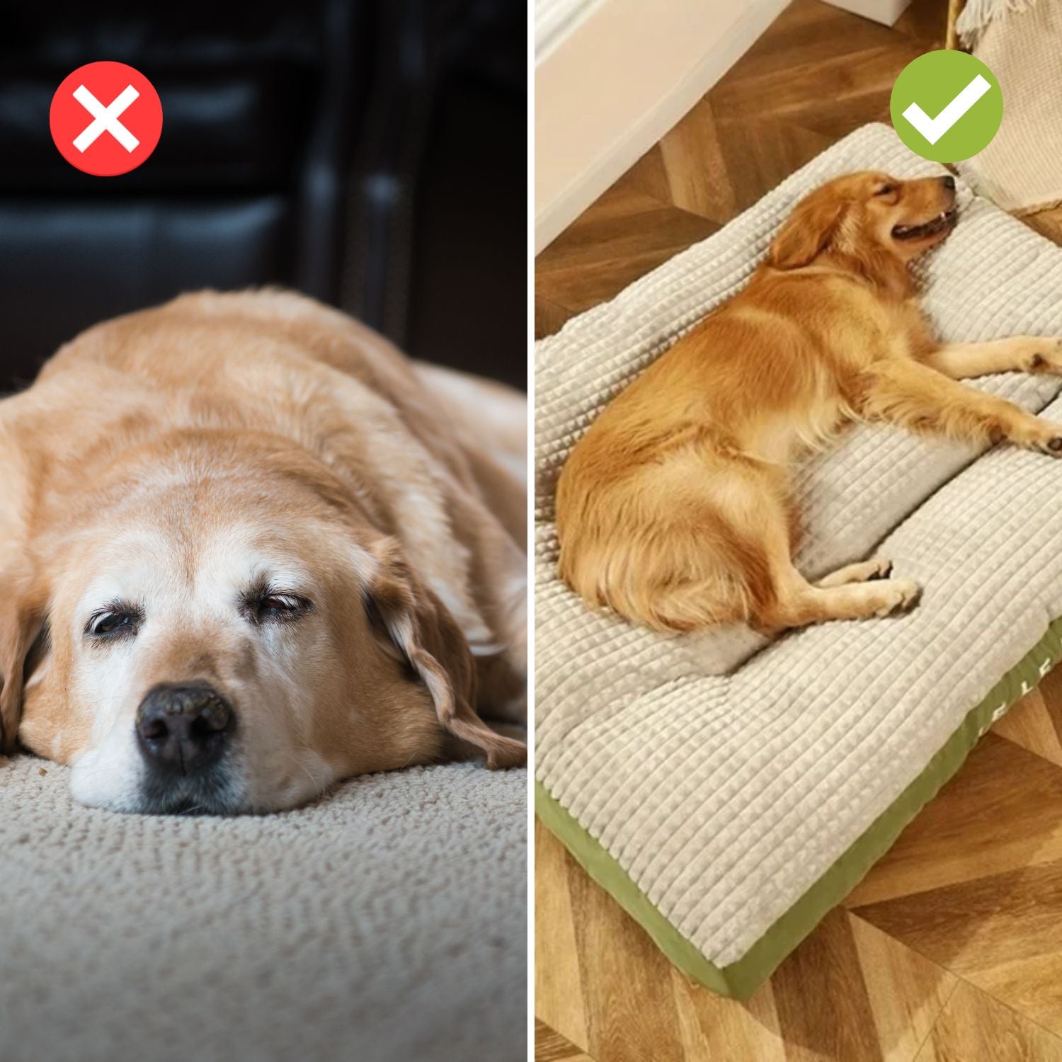 ComfyCanine™ – Schmerzfreie, erholsame Nachtruhe für deinen geliebten Hund